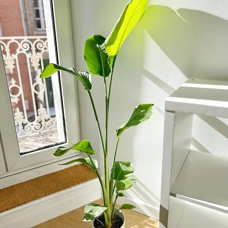 Le Trefle De Falguiere - Hypercentre- Gare Appartement *